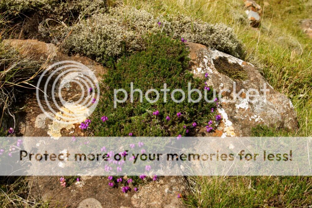 “Photobucket”