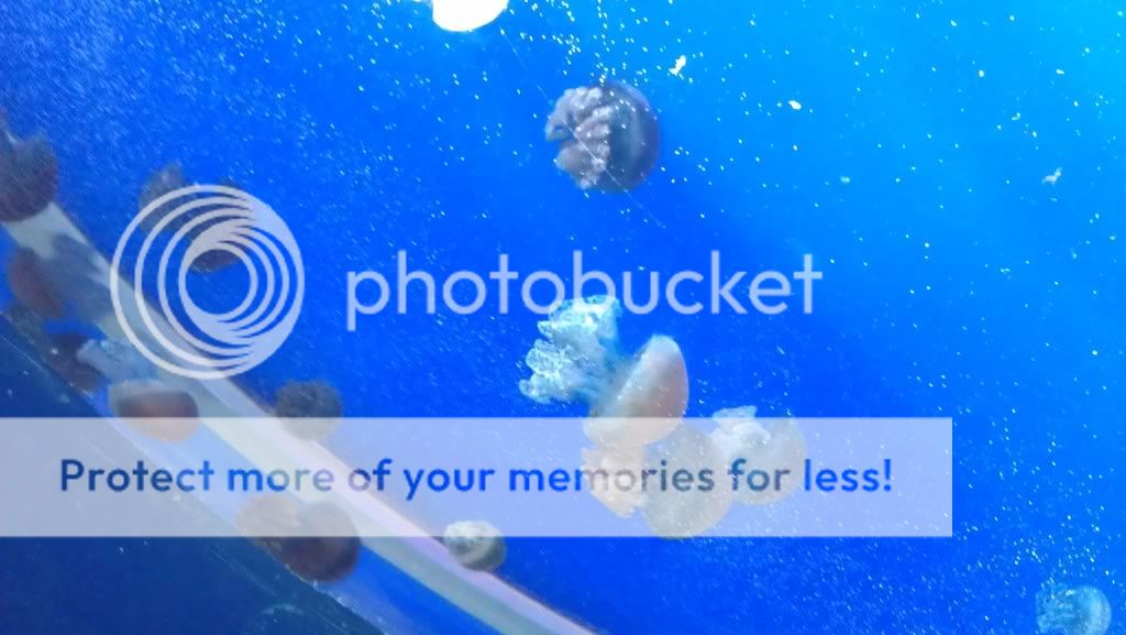 alternative text