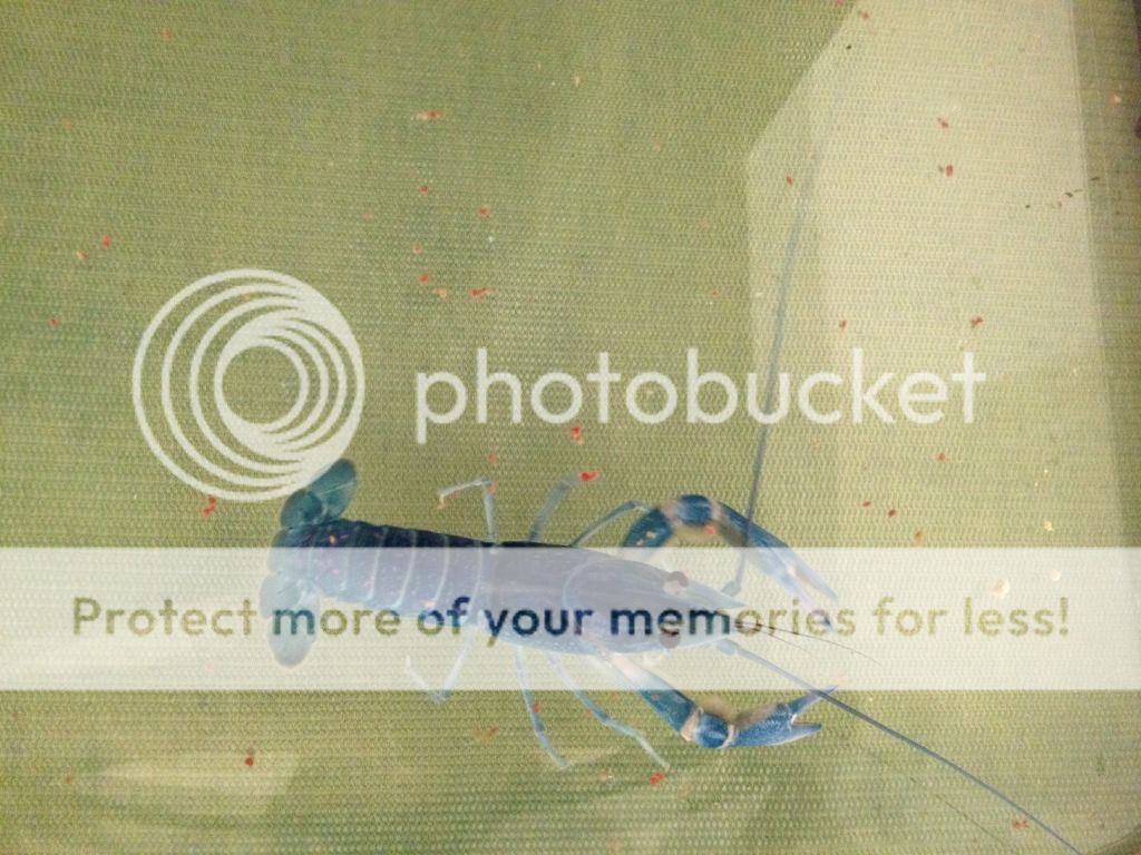 alternative text