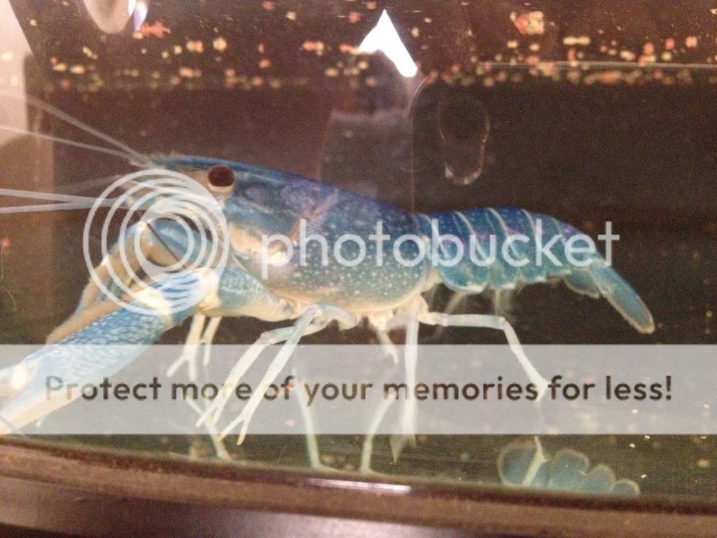 alternative text