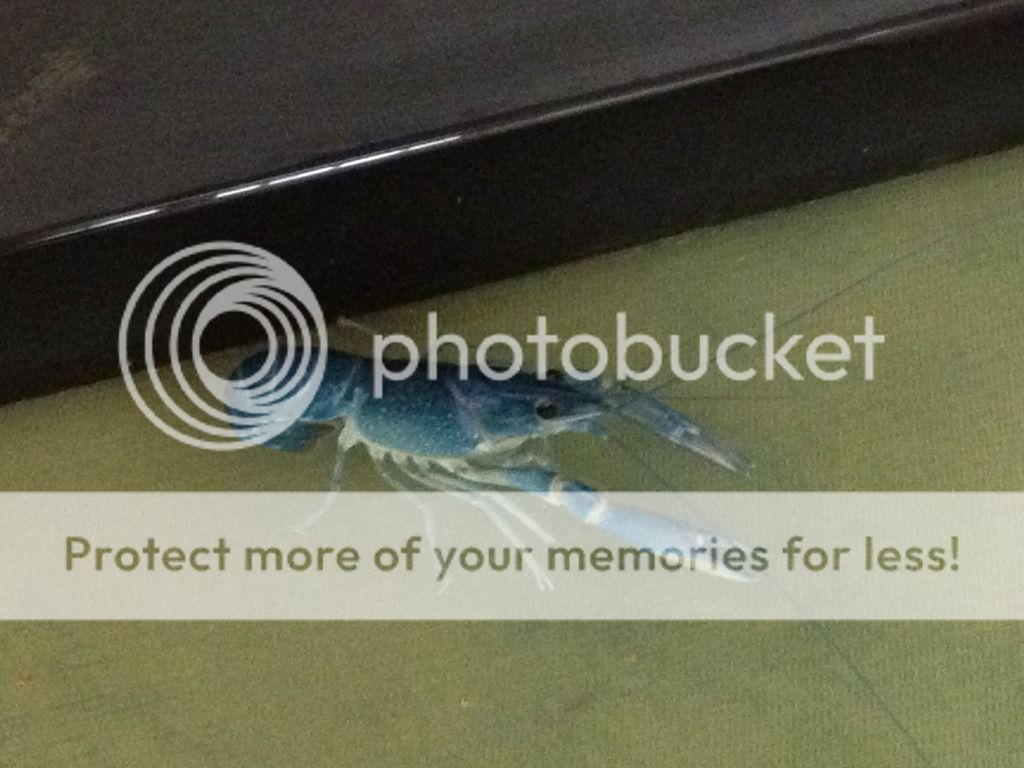 alternative text