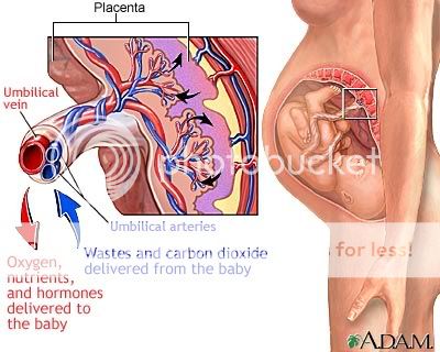 Image Result For Bmw Wire Medical Image Result For Bmw Wire Medical