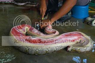 Snake_skin.jpg