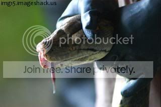 Snake_skin1.jpg