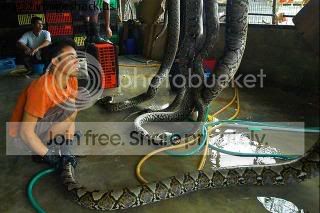 Snake_skin5.jpg