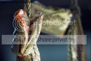 Snake_skin7.jpg