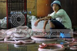 Snake_skin8.jpg