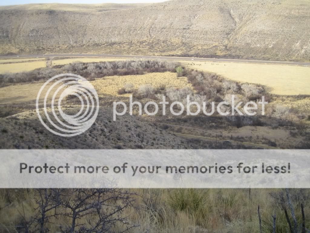 09 New Mexico Barbary Sheep Pictures 24hourcampfire